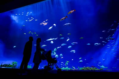 DMMかりゆし水族館 入館チケット — 6