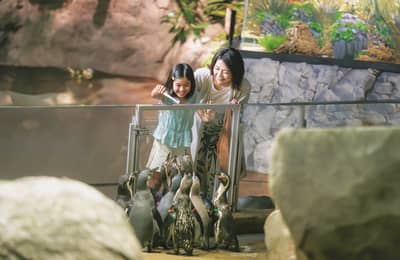 DMMかりゆし水族館 入館チケット