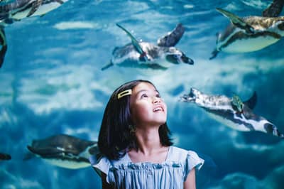 DMM Kariyushi Aquarium Admission Ticket
