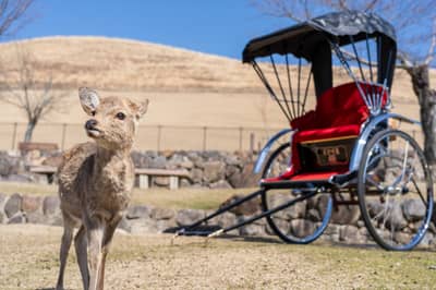 Plan privado de rickshaw en Nara