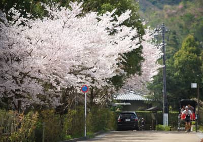 京都嵐山人力車貸切プラン — 6