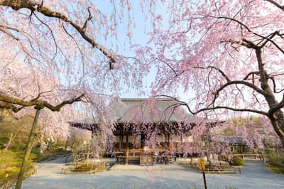 京都觀光“OKOSHI”巴士（BF）京都 必遊之選・天龍寺+嵐山金閣寺+伏見稻荷大社★含中・英・韓語音導覽★