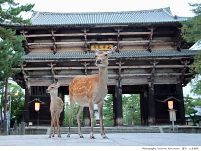 Visite en bus du parc de Nara (guide anglophone) — 2