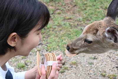 Visite en bus du parc de Nara (guide anglophone) — 7