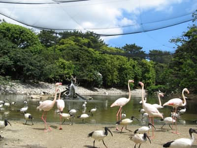 Vé điện tử Neo Park Okinawa ở Nago, ưu đãi đến JPY100 — 11