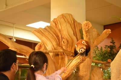 Vé điện tử Neo Park Okinawa ở Nago, ưu đãi đến JPY100 — 8