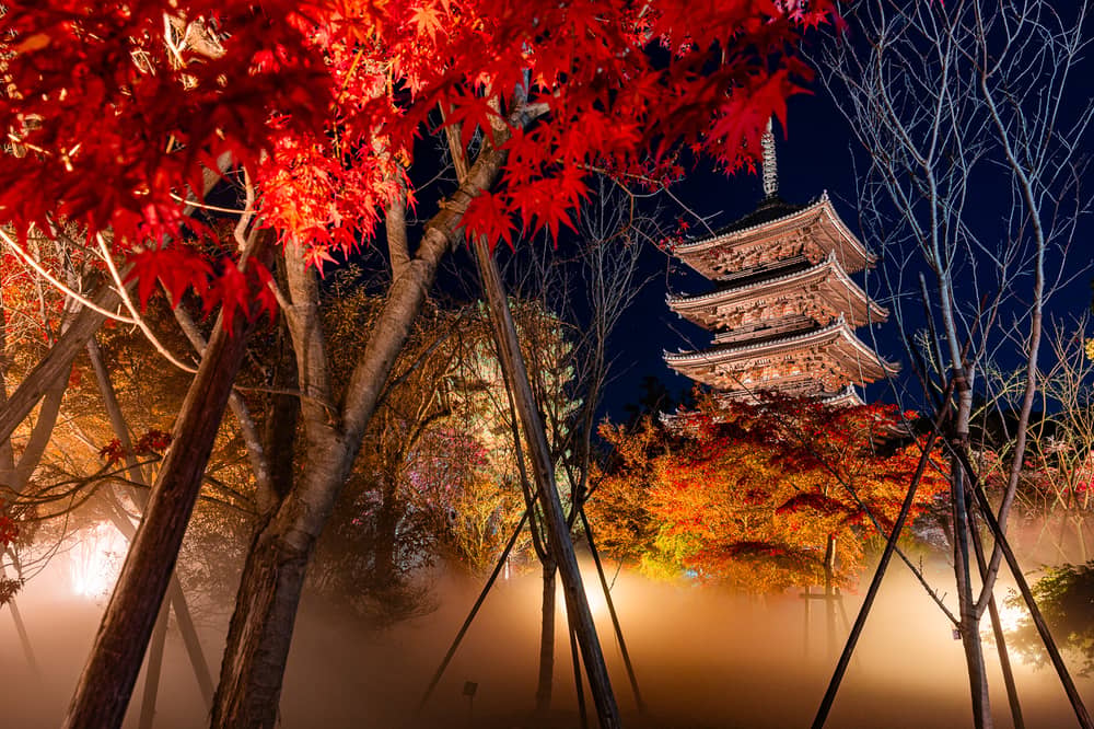 Ninna-ji Autumn Leaves & Sea of Clouds Light-Up Admission Ticket