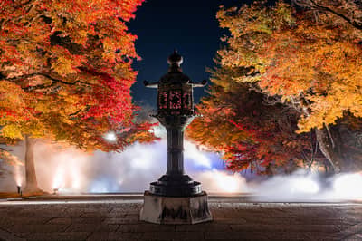 Ninna-ji Autumn Leaves & Sea of Clouds Light-Up Admission Ticket