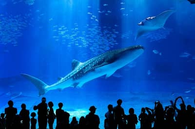 定期觀光巴士B路線 海洋博紀念公園（美之海水族館）及今歸仁城址（自選） — 3