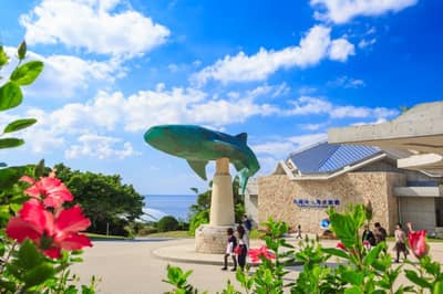 定期觀光巴士B路線 海洋博紀念公園（美之海水族館）及今歸仁城址（自選） — 2