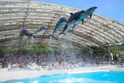 定期觀光巴士B路線 海洋博紀念公園（美之海水族館）及今歸仁城址（自選） — 5