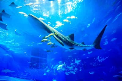 定期觀光巴士B路線 海洋博紀念公園（美之海水族館）及今歸仁城址（自選） — 4