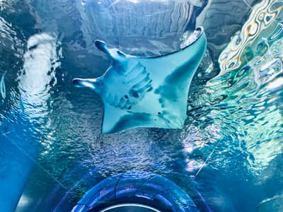 Maxell Aqua Park 品川水族館 快速入館門票 — 4