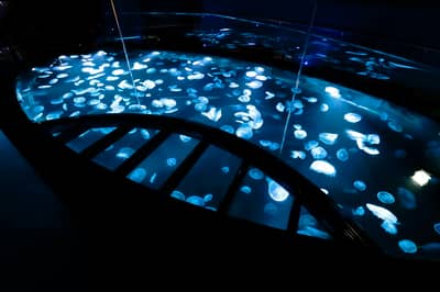 墨田水族馆 入场券 — 10