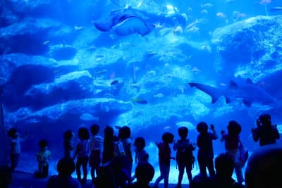 墨田水族馆 入场券