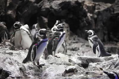 墨田水族馆 入场券 — 6
