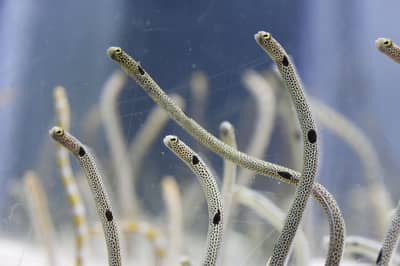 Sumida Aquarium Admission Ticket