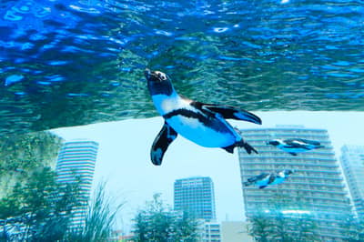 サンシャイン水族館＋サンシャイン60展望台 てんぼうパーク入場チケット — 4