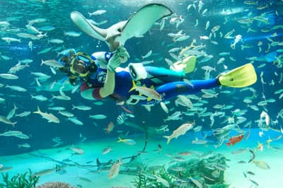 サンシャイン水族館＋サンシャイン60展望台 てんぼうパーク入場チケット — 6